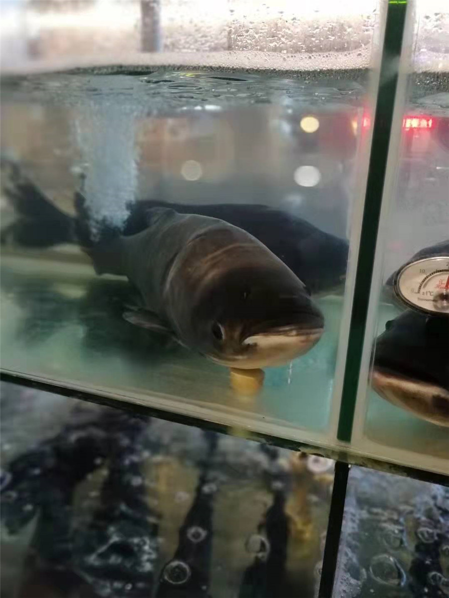 大头鱼展示