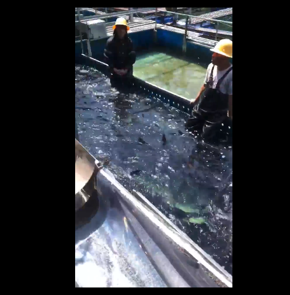 千岛湖抓鱼实拍