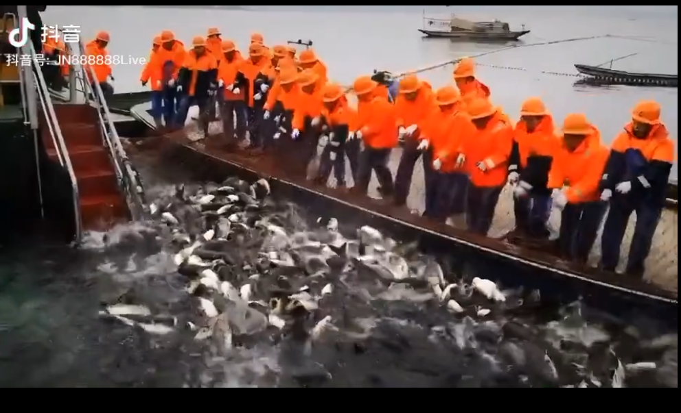 千岛湖抓鱼实拍