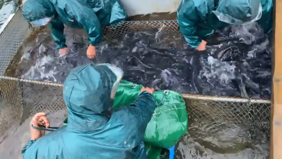 千岛湖抓鱼实拍