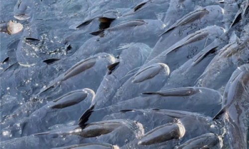 石锅鱼加盟的流程及其食物的品尝方式